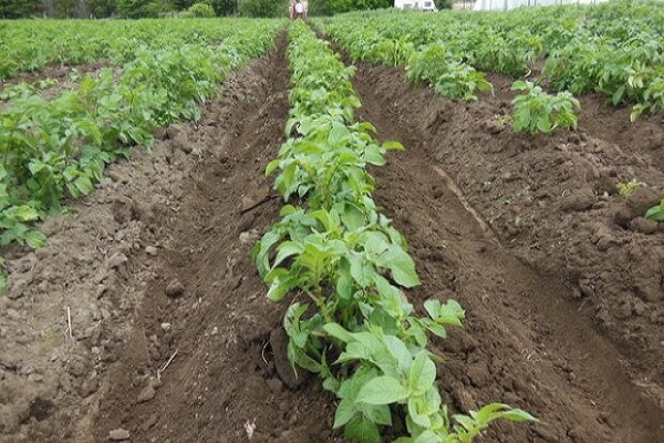 Kartoffelbüsche