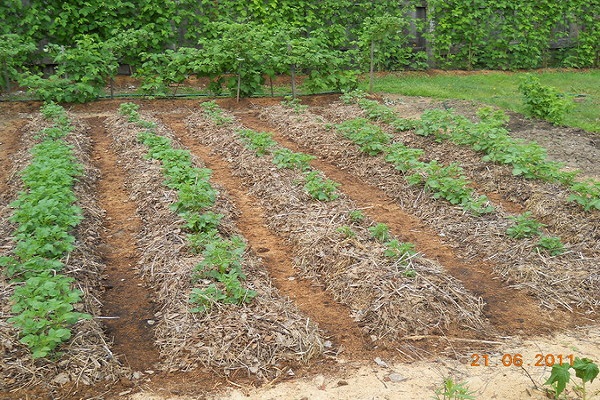 Pflanzen unter Mulch