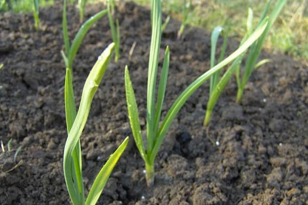 root funkce