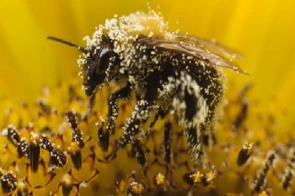 insect toxicity