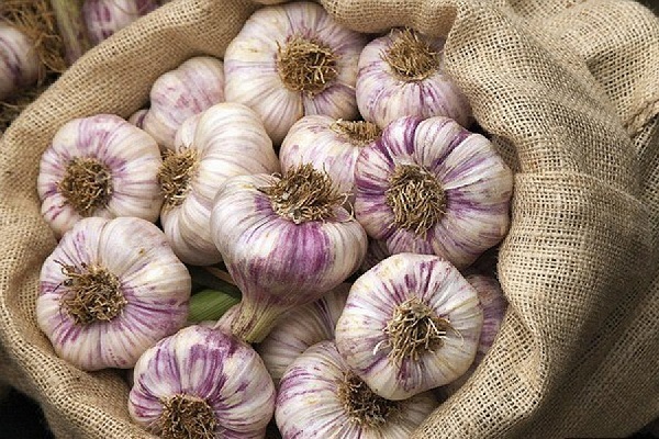 Knoblauchernte