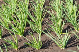 What can you plant in the garden after the onion next year?