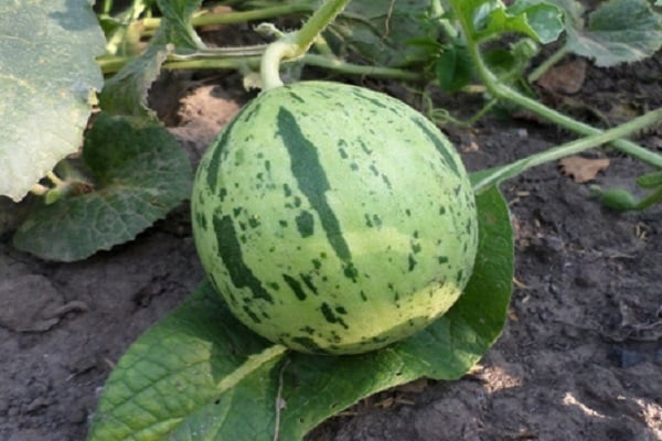 место продубљивања