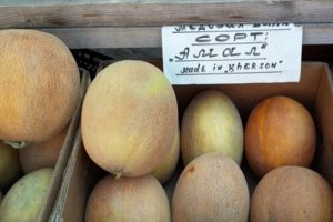 Beschreibung der Sorte Amal Melone, Anpflanzung und Anbau
