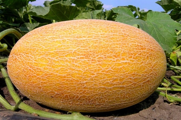 ananasmelon