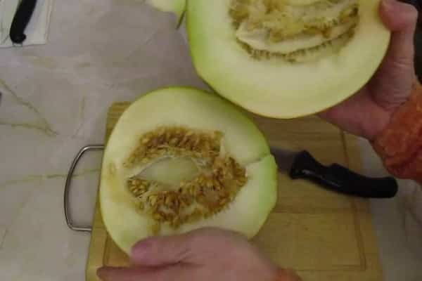 Melonenanbau