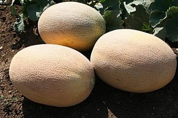 fusarium visnar