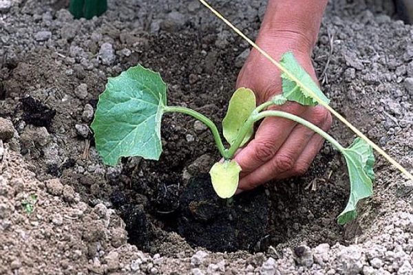 shallow furrows