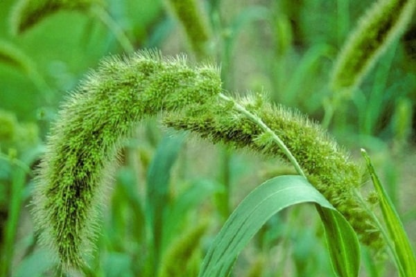 druh buriny