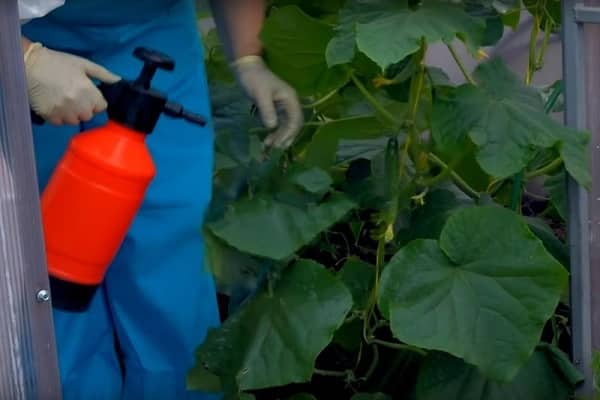 empapado en fertilizante