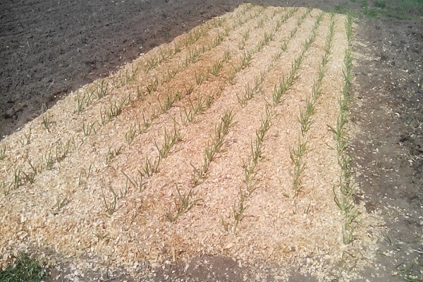 mulch lag