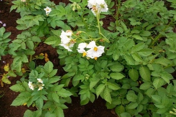the formation of root crops