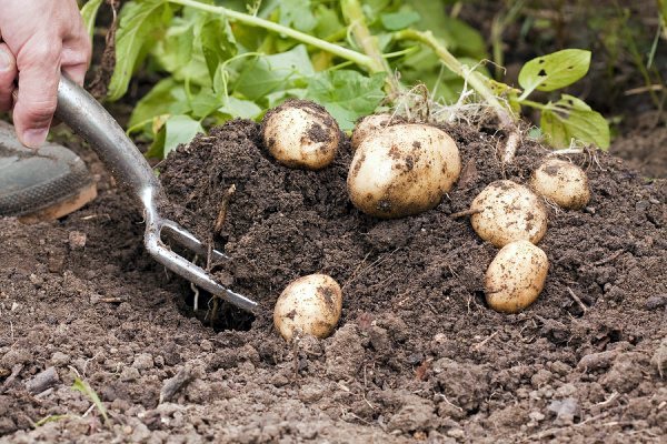 ripe potatoes