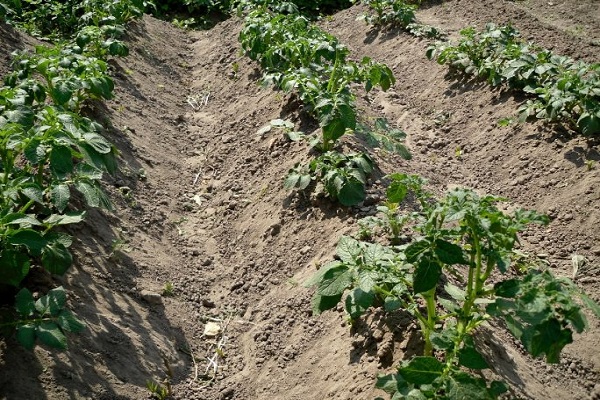 tuber resistant