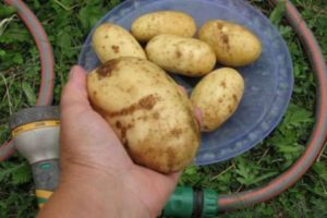 Descrição da variedade de batata Colette, suas características e rendimento