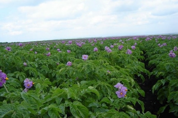 kartoffelpleje