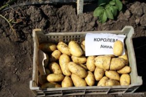 Опис сорте кромпира Королева Анна, карактеристике гајења и неге