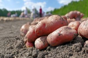 Opis odmiany ziemniaka Lyubava, cechy uprawy i pielęgnacji