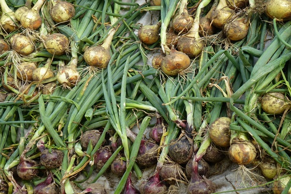 spoiled onions
