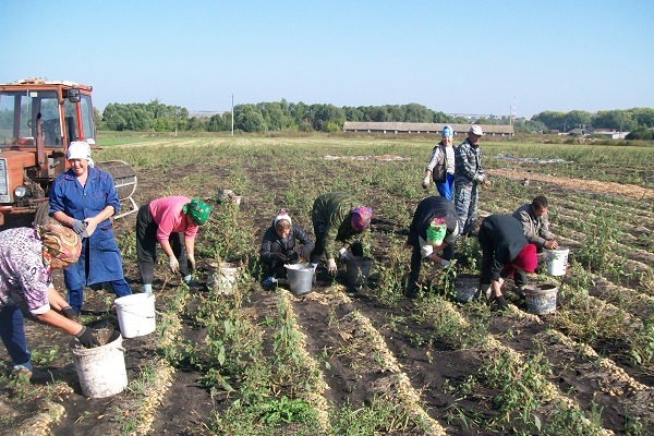 sink into the soil
