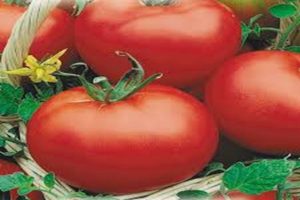 Beschreibung der Tomatensorte Red Dome, ihrer Eigenschaften und ihres Ertrags