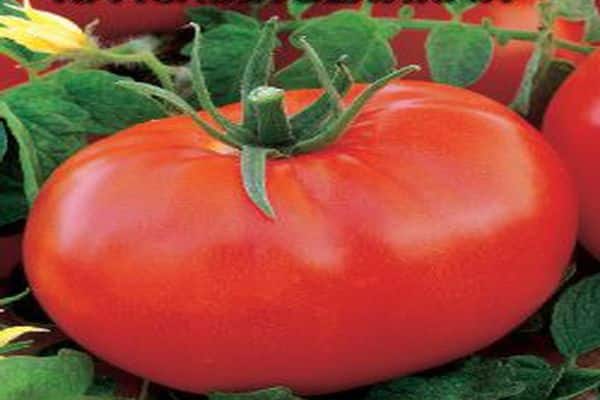 tomato varieties red dome