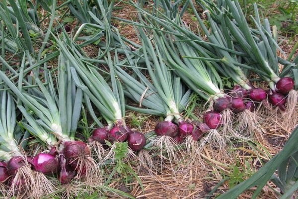 Gartenkultur