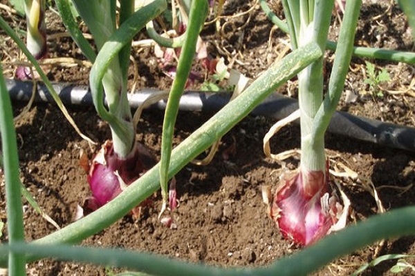 Erntelagerung