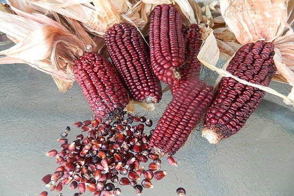 sowing