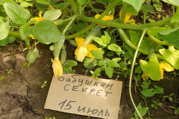 určité nevýhody