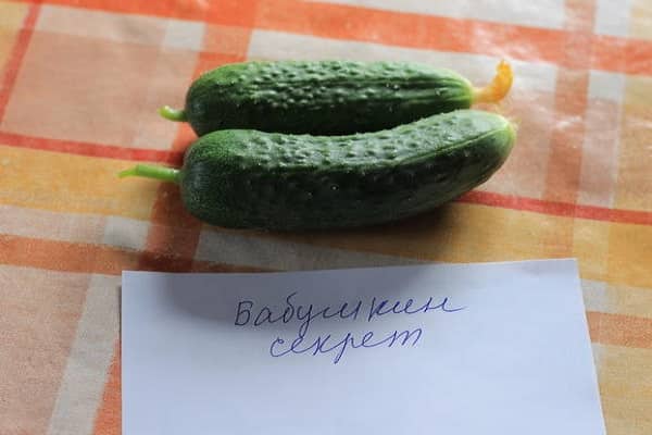 okurky představují