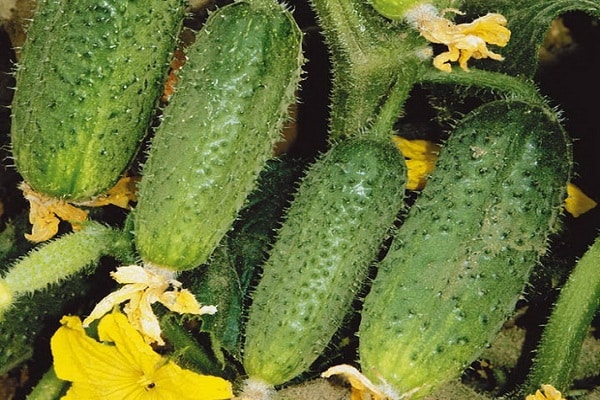 نوع الأنثى