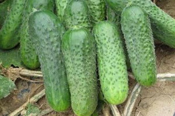 كثافة عالية