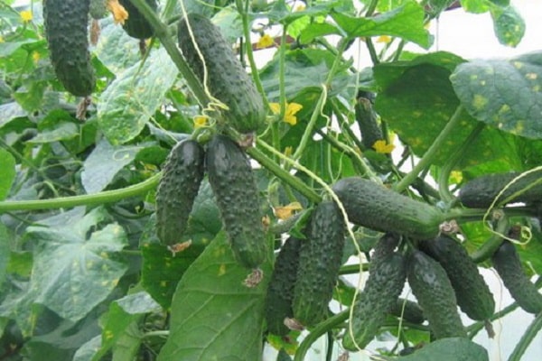 краставац Куманек