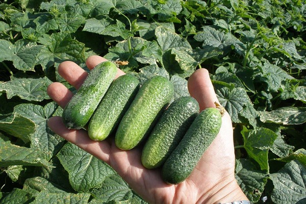 Moravian gherkin