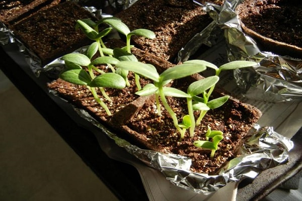 unheated greenhouses