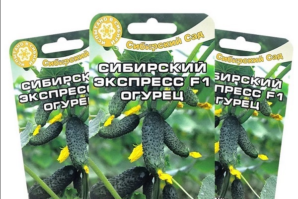 výsev okurek