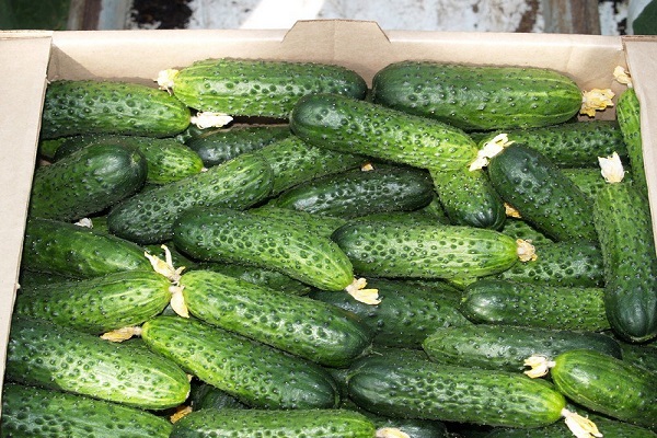 Gurken Mirabella