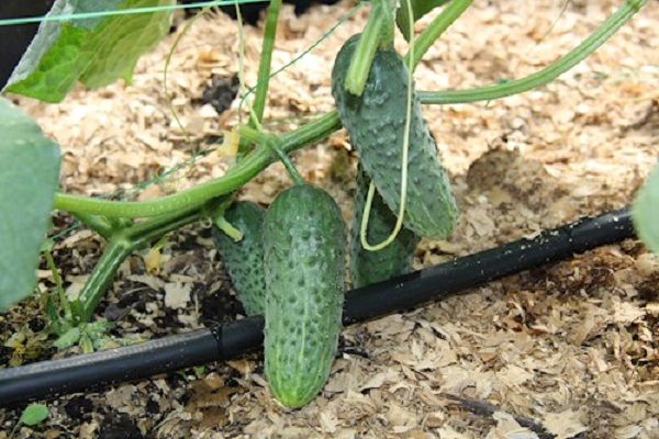 zufrieden mit dem Hybrid