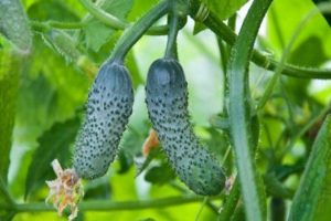 Description of the Mumu cucumber variety, features of cultivation and care