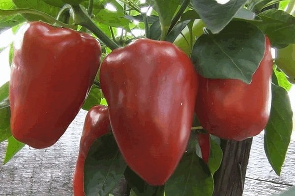 Süße Paprika