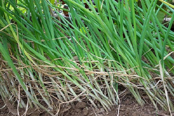 agrotechnische Methoden