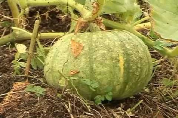Melonenblattlaus