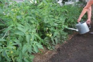 The best varieties of tomatoes for Transbaikalia, how and when to plant seedlings and grow