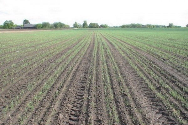 spring onion