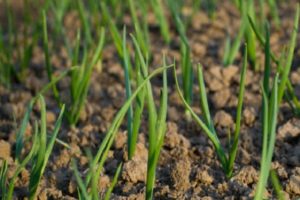 Planting, growing and caring for onion sets in the open field, its diseases and combating them