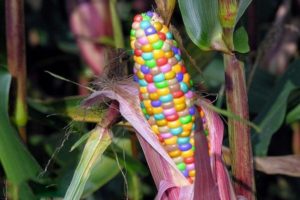 Beschreibung der Sorten von mehrfarbigem Mais, seine Verwendung