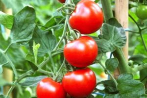 Описание на сорта домати руски куполи, особености на отглеждане и грижи