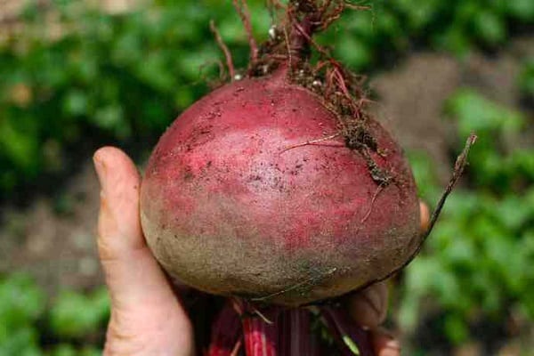 harvest roots