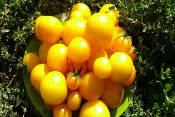Gelbe Tomaten